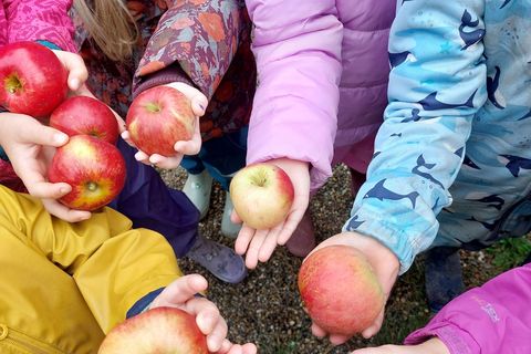 Die Äpfel bevor sie zu Saft verarbeitet wurden.