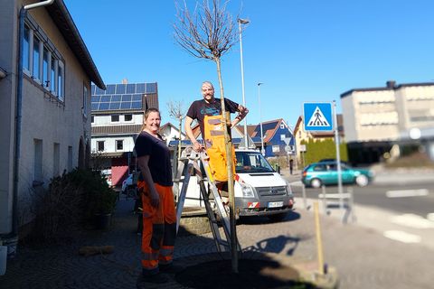 Carmen Schubert und Michael Weiss beim Einpflanzen eines Amberbaums.