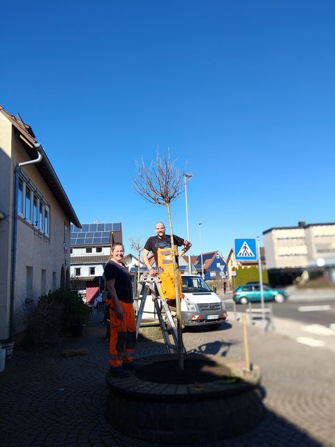 Carmen Schubert und Michael Weiss beim Einpflanzen eines Amberbaums.