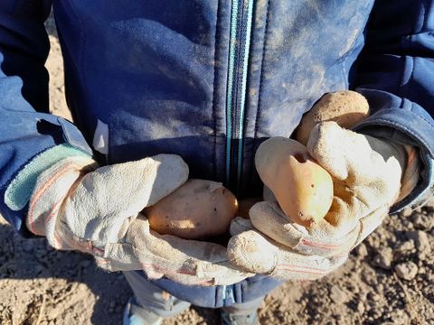 Am Freitag, den 25. September 2026, machte sich die Waldwichtelgruppe des Waldkindergartens Straubenhardt von ihrem Ausweichquartier in der Villa Kling auf den Weg zum Kartoffelacker.