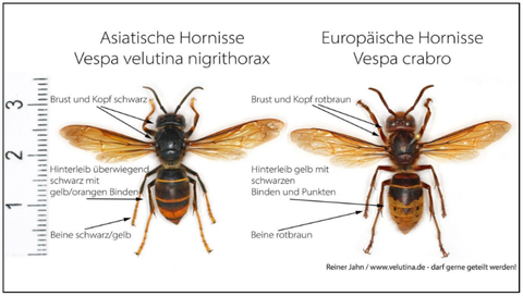 Vergleich der Asiatischen Hornisse (links) mit der heimischen und geschützten Europäischen Hornisse (rechts).