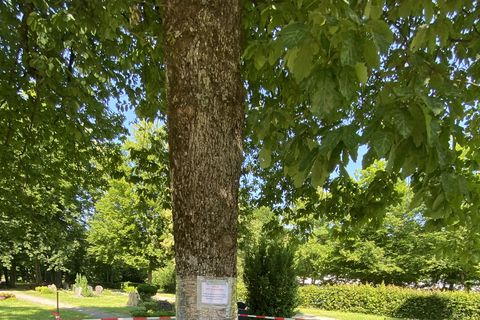 Der befallene Baum wurde vom Technischen Dienst abgesperrt.