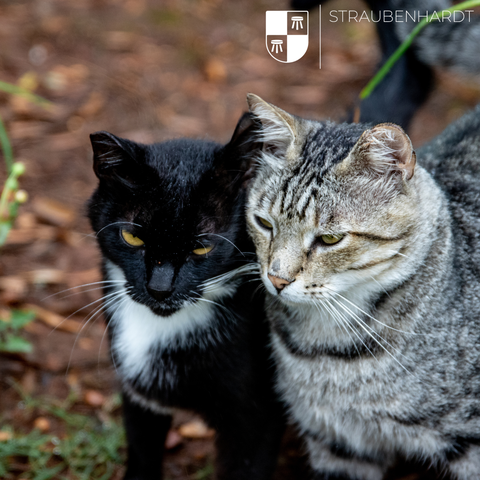 Die Katzenschutzverordnung tritt zum 1. Mai 2026 in Kraft.