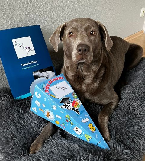 Neyla ist ein echter Gewinn für die Kita Kunterbunt und die gemeinsame Arbeit bereitet sowohl ihr, als auch den Kindern viel Freude.