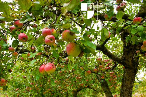 Unsere digitale Obstbaumverpachtung startet in die erste Runde!