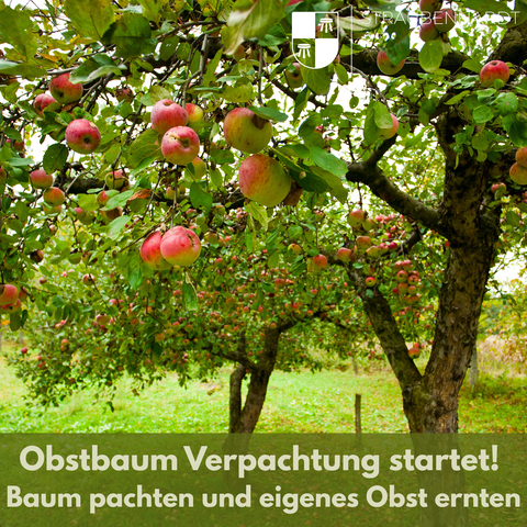 Unsere digitale Obstbaumverpachtung startet in die erste Runde!