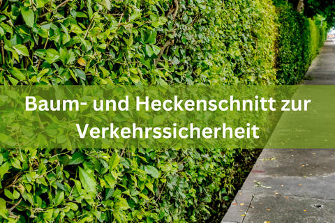 Die Pflegerückschnitte und Rückschnitte, die auf Grund der Verkehrssicherheit erforderlich sind, dürfen auch während der Vegetationszeit in der Zeit vom 01. März bis 30. September durchgeführt werden.