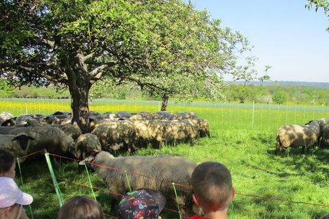 Die Kinder beim beobachten der Schafe.