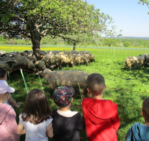 Die Kinder beim beobachten der Schafe.