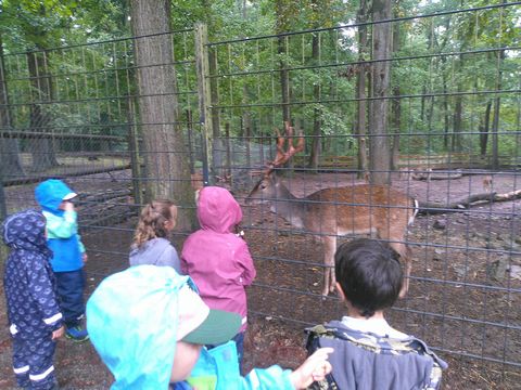 . Mit leuchtenden Augen wurden Rehe, Ziegen und Alpakas gefüttert und beobachtet.