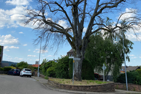 Die Linde in der Heidäckerstraße Ecke Rotestraße muss aus Verkehrssicherungsgründen gefäält werden.