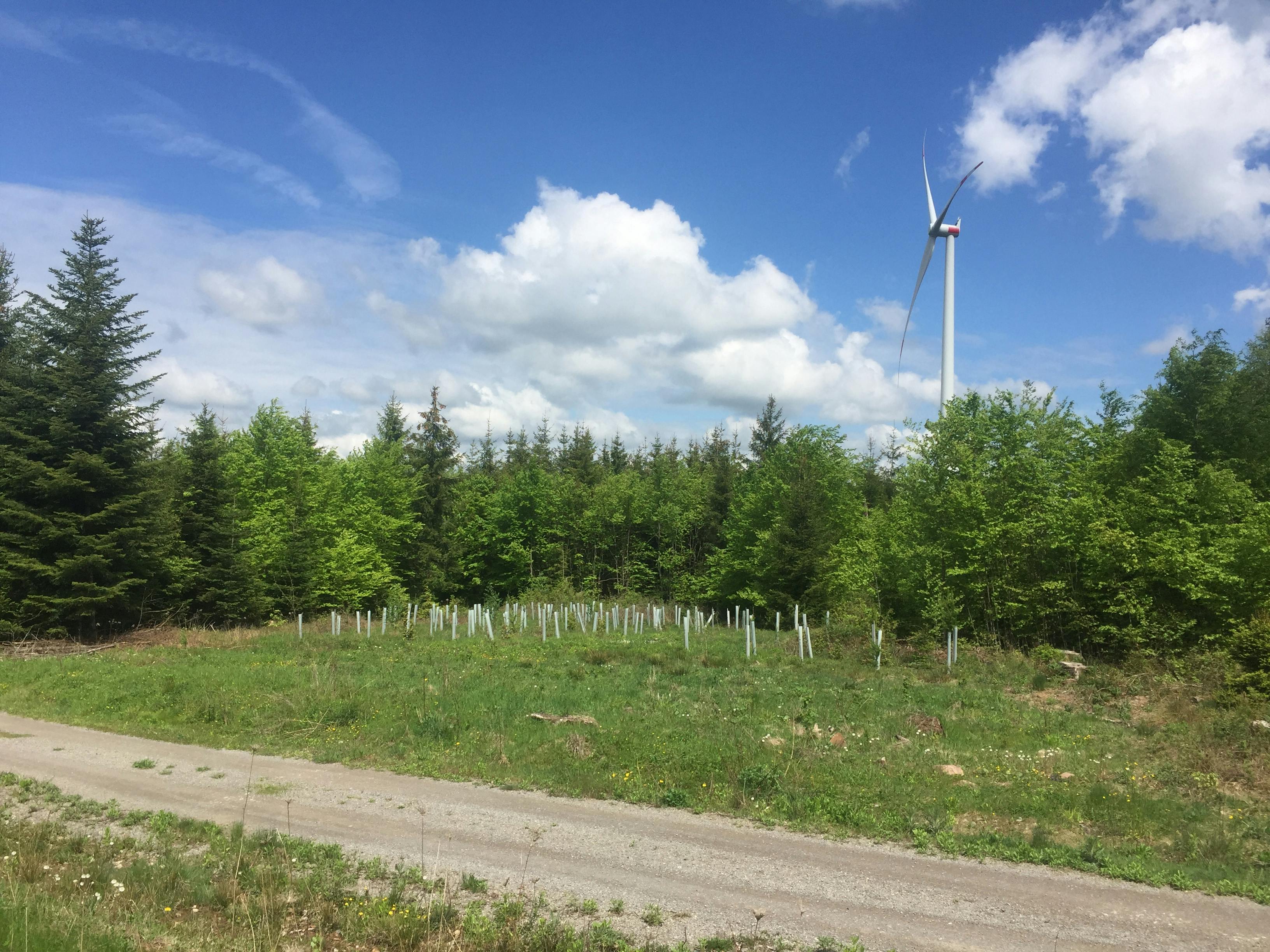 wiederaufforstung windpark